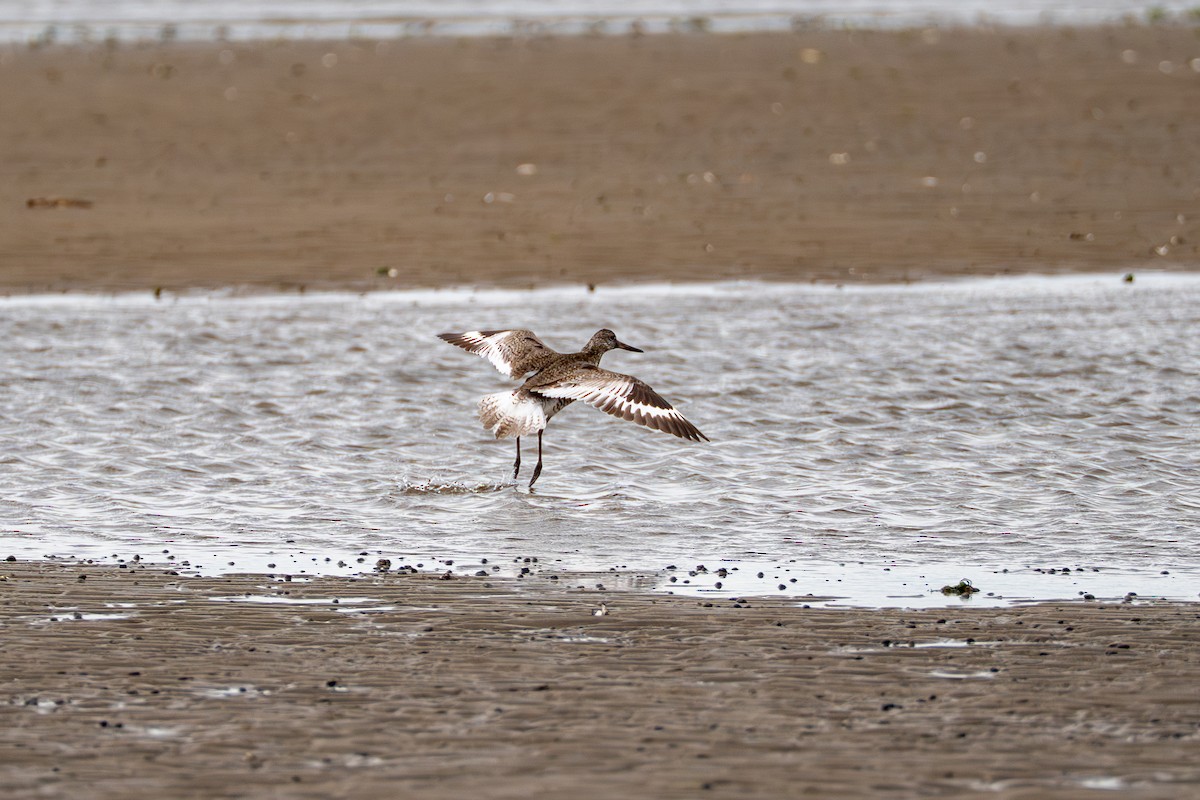 Willet - ML637048959