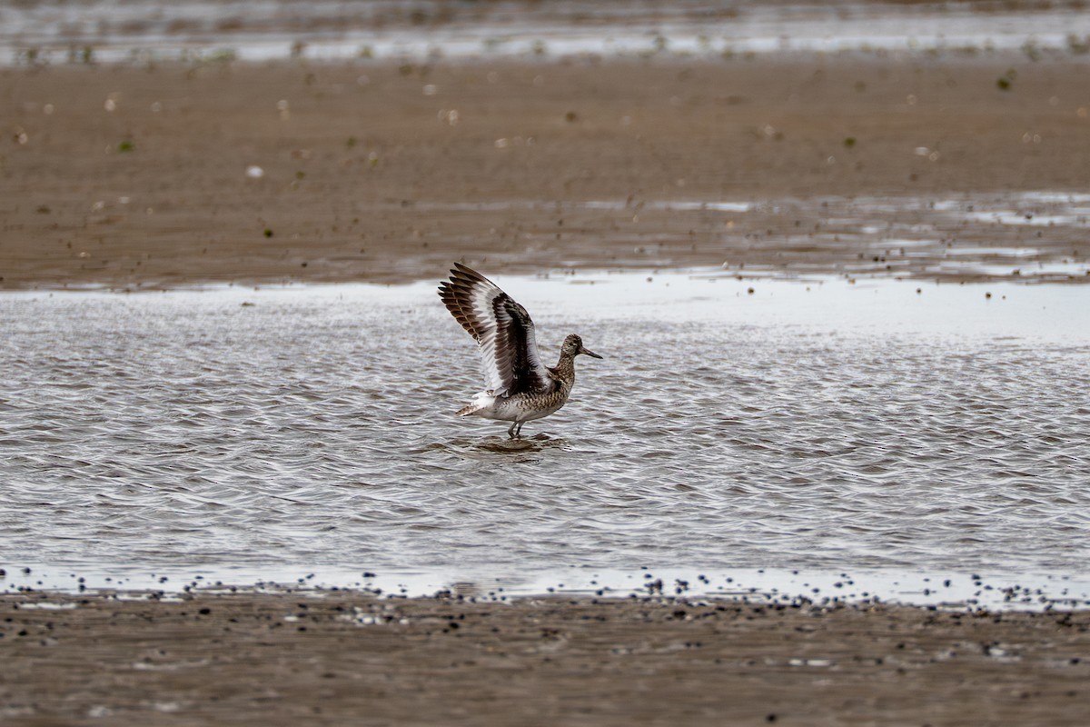 Willet - ML637048960