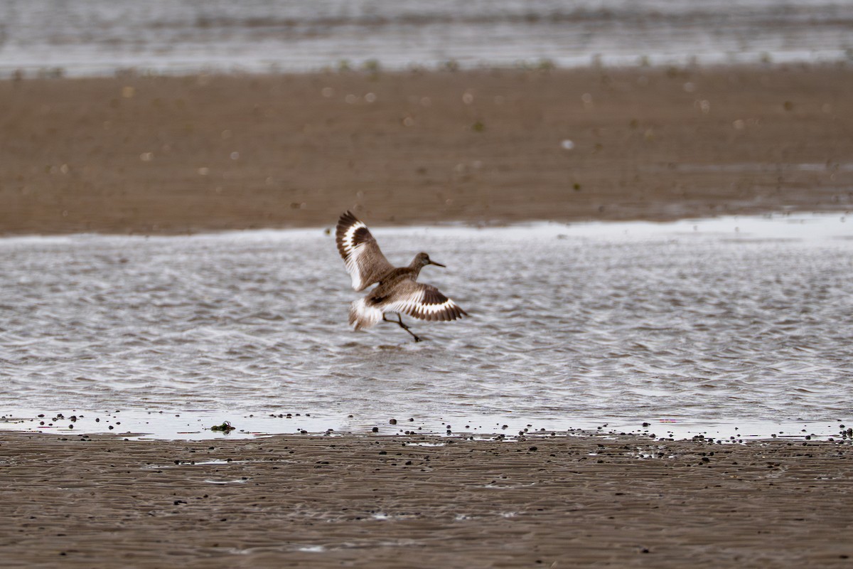 Willet - ML637048961