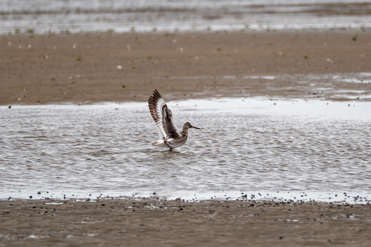 Willet - ML637048962