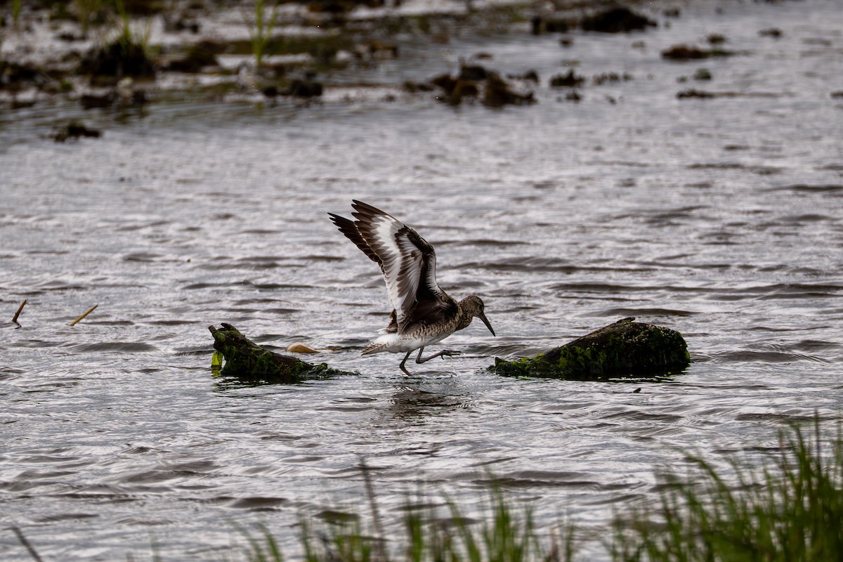 Willet - ML637048963