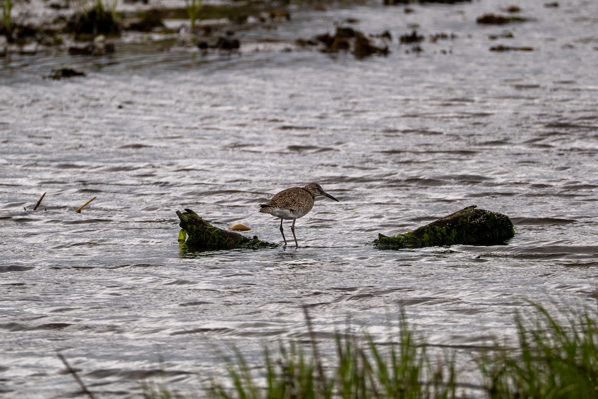 Willet - ML637048964