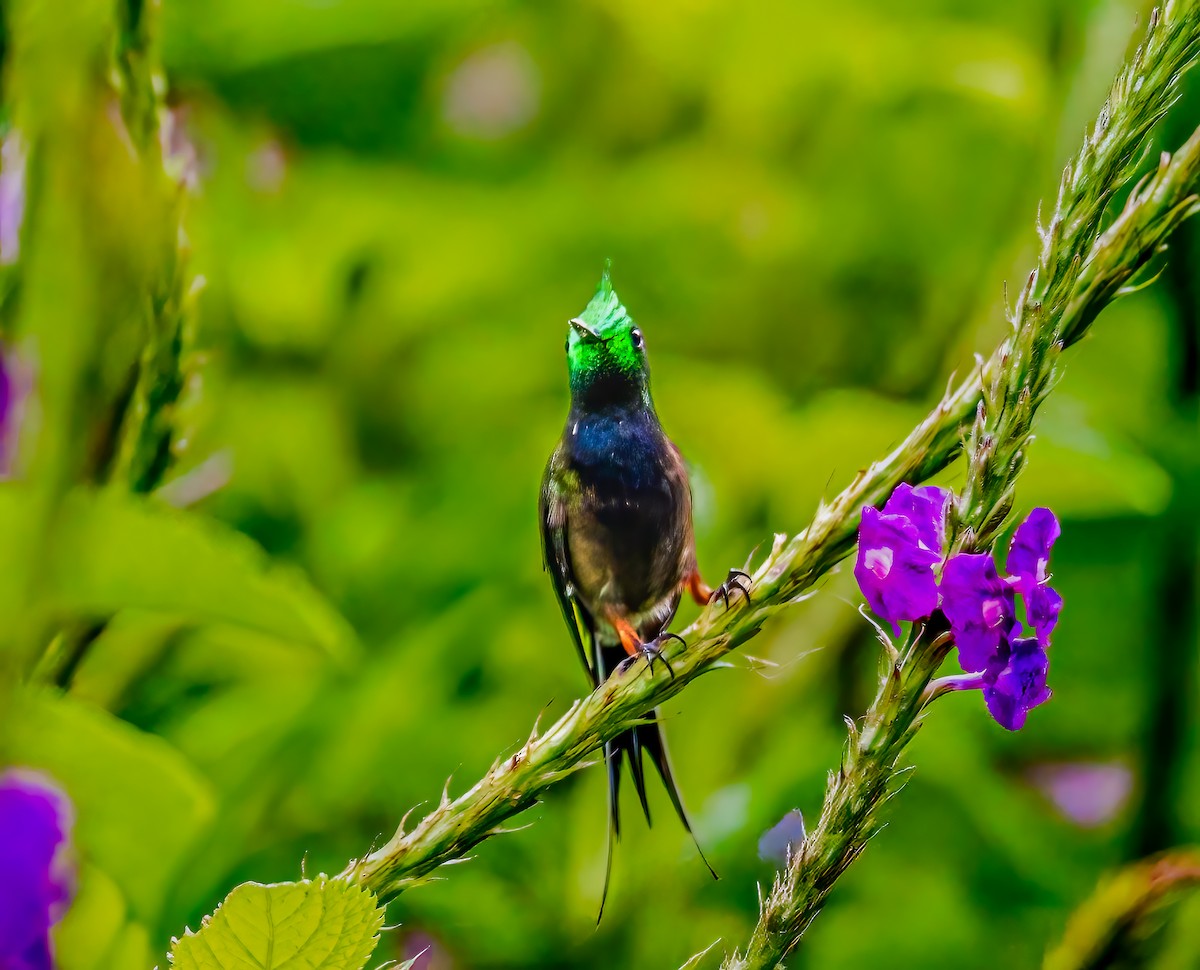 Wire-crested Thorntail - ML637048967