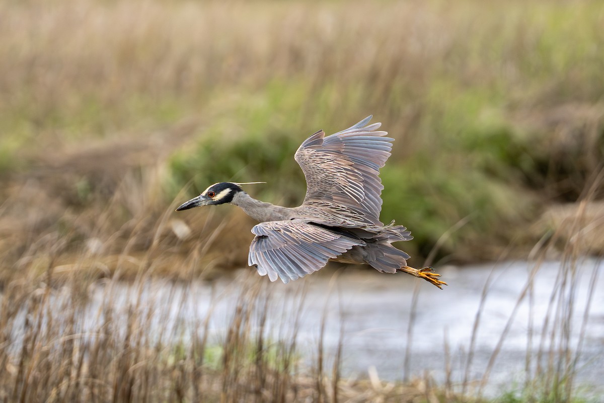Yellow-crowned Night Heron - ML637048968