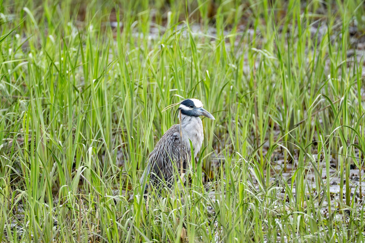 Yellow-crowned Night Heron - ML637048969