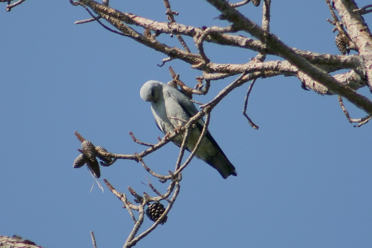 Mississippi Kite - ML637048970