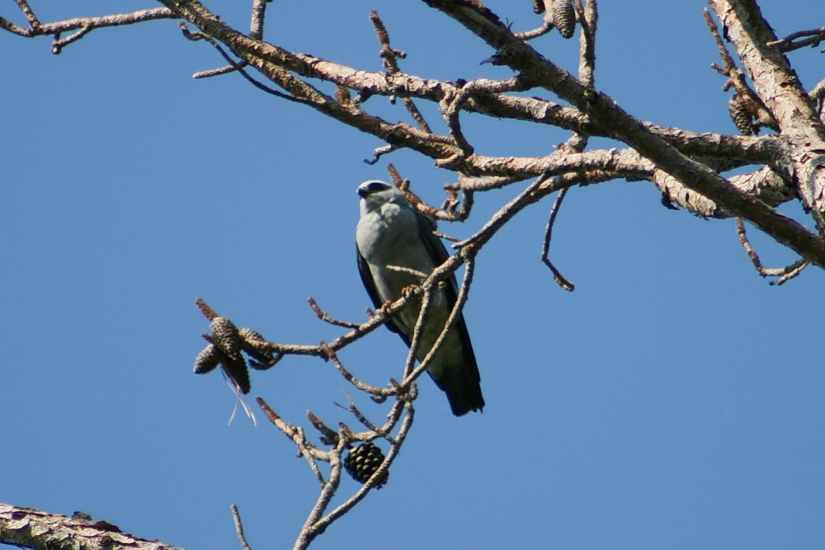 Mississippi Kite - ML637048971