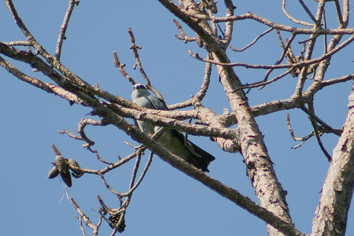 Mississippi Kite - ML637048972