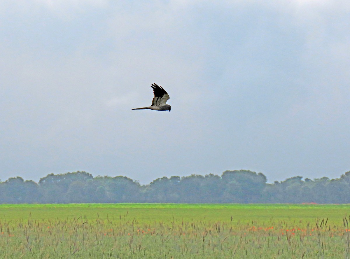 Montagu's Harrier - ML637048973