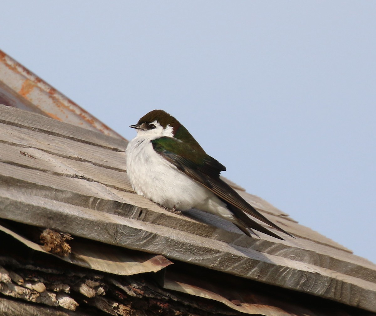 Violet-green Swallow - ML637048977