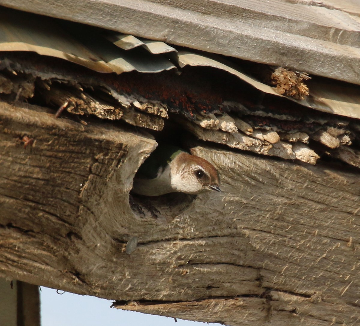 Violet-green Swallow - ML637048978