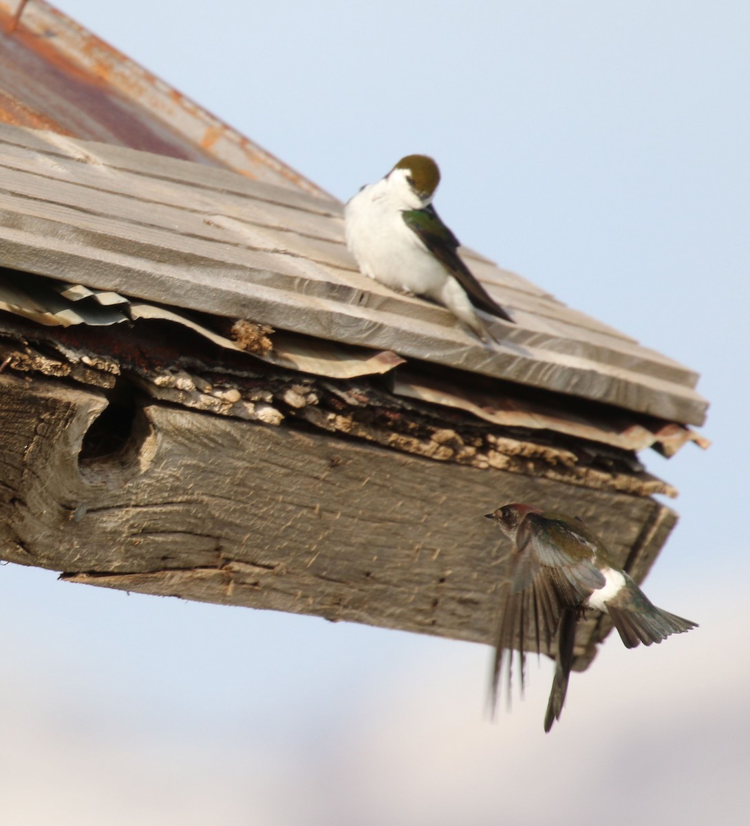 Violet-green Swallow - ML637048979