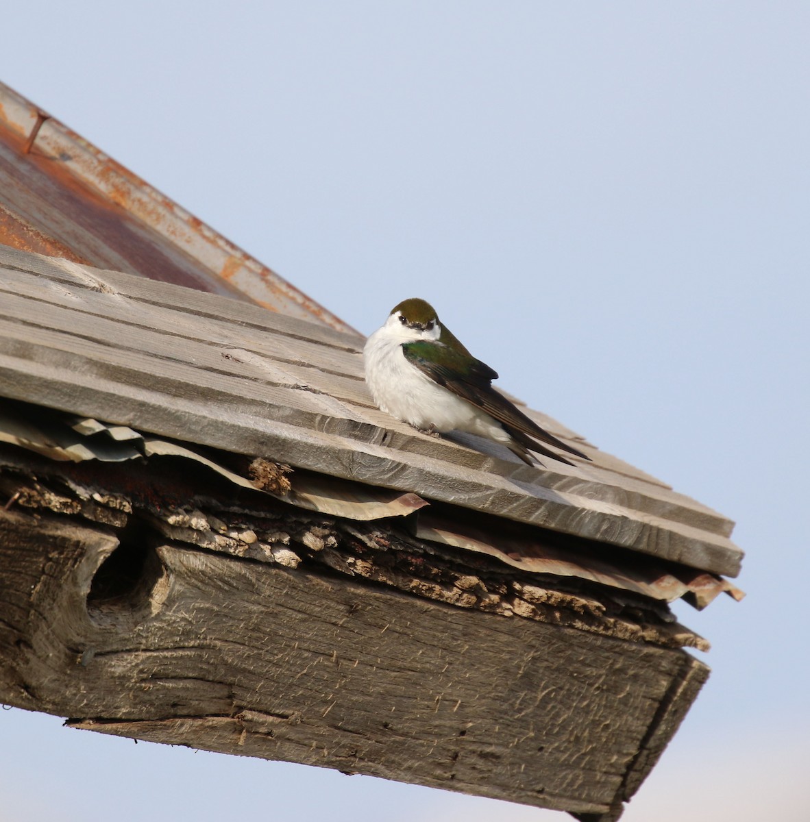 Violet-green Swallow - ML637048980