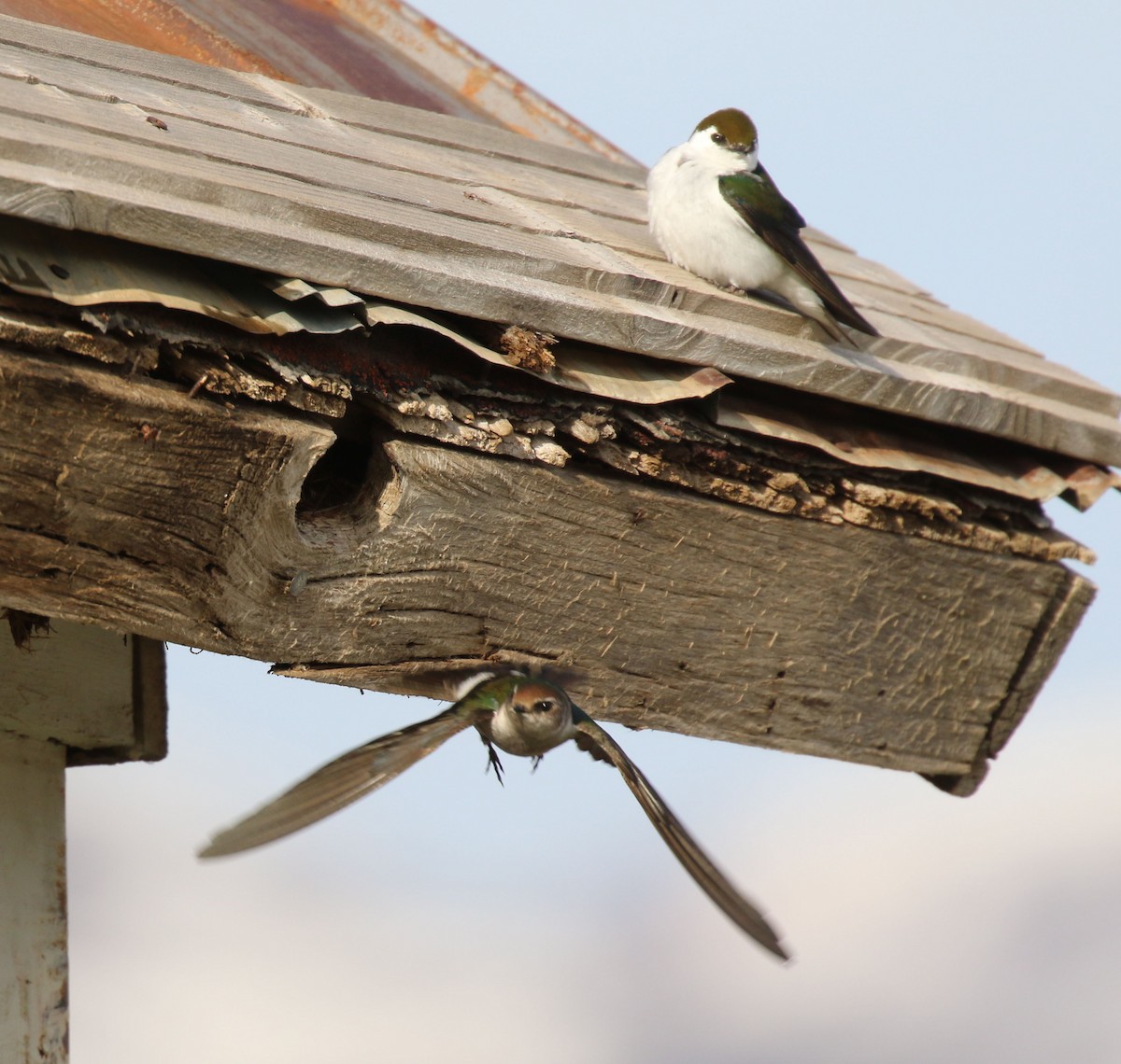 Violet-green Swallow - ML637048981