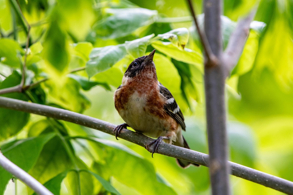 Bay-breasted Warbler - ML637049001