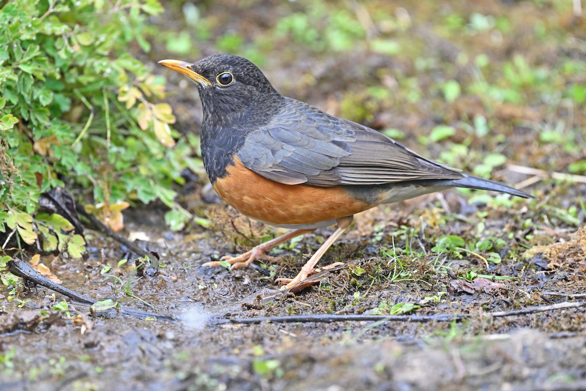 Black-breasted Thrush - ML637049008
