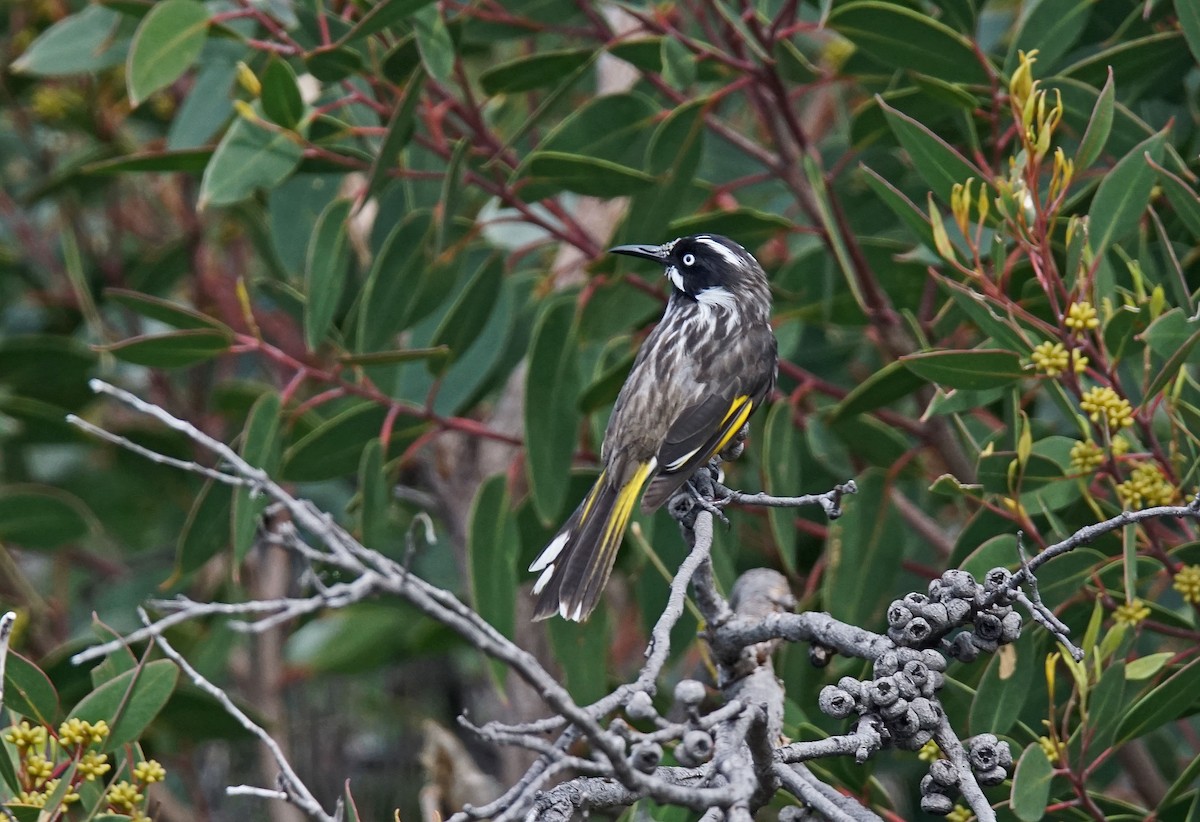 New Holland Honeyeater - ML637049012