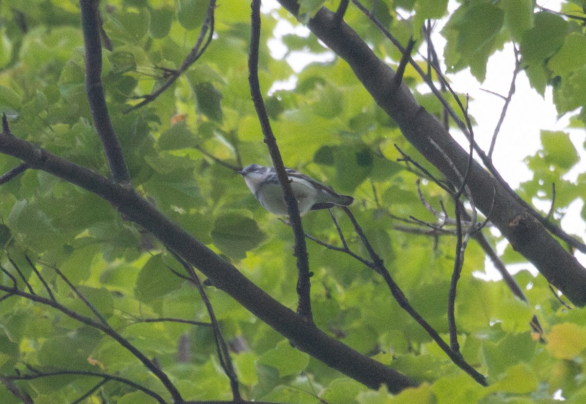 Cerulean Warbler - ML637049015