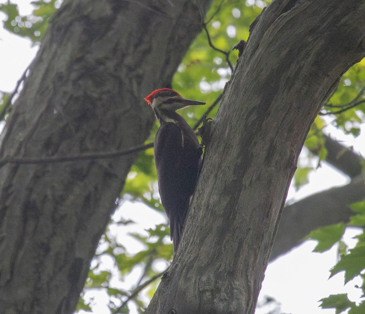 Pileated Woodpecker - ML637049016
