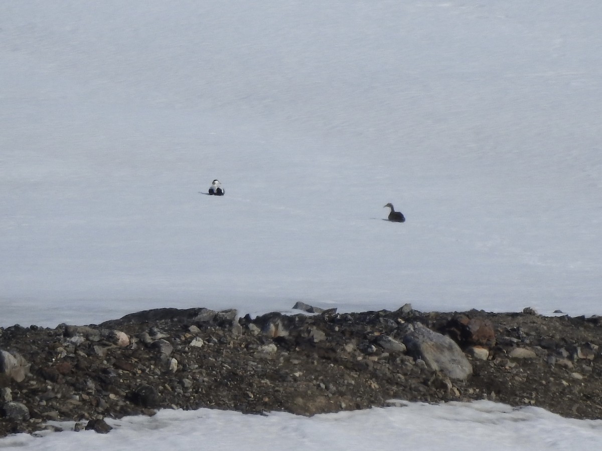 Common Eider - ML637049017