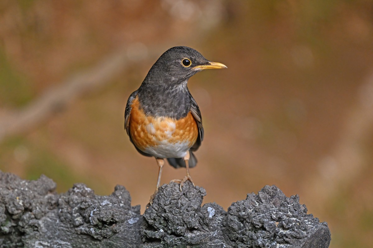 Black-breasted Thrush - ML637049020