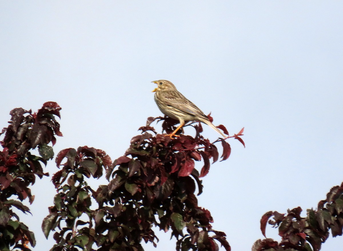 Corn Bunting - ML637049021