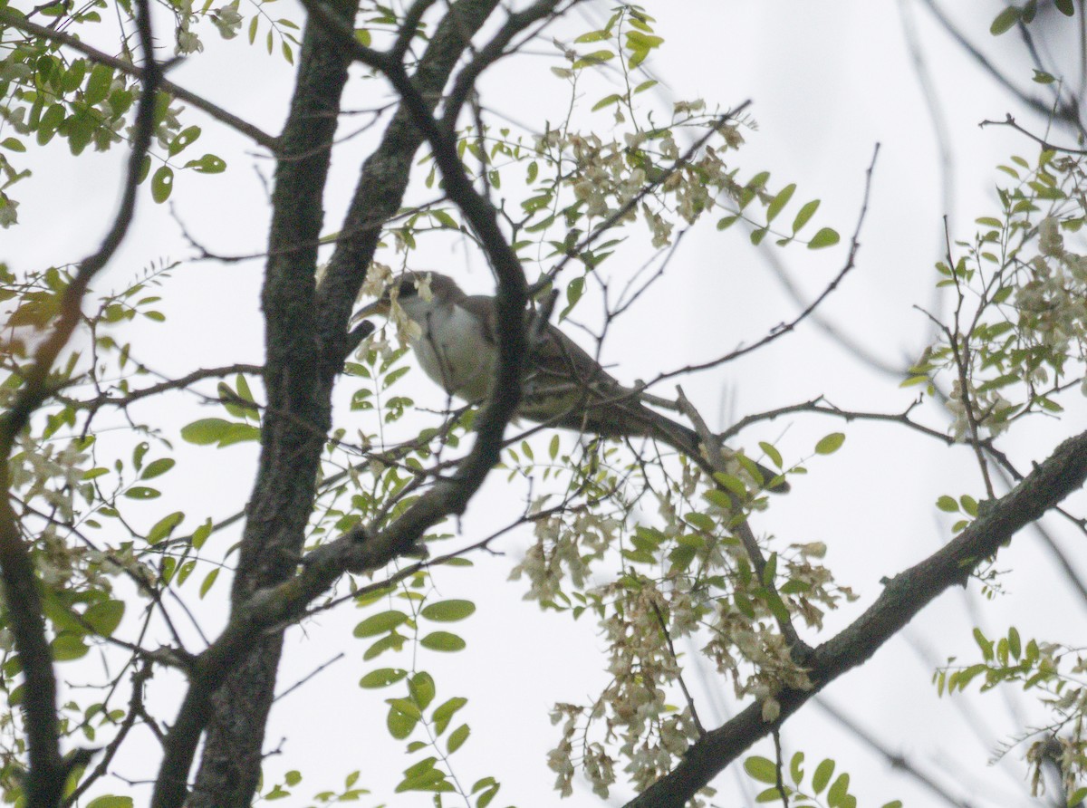 Yellow-billed Cuckoo - ML637049022