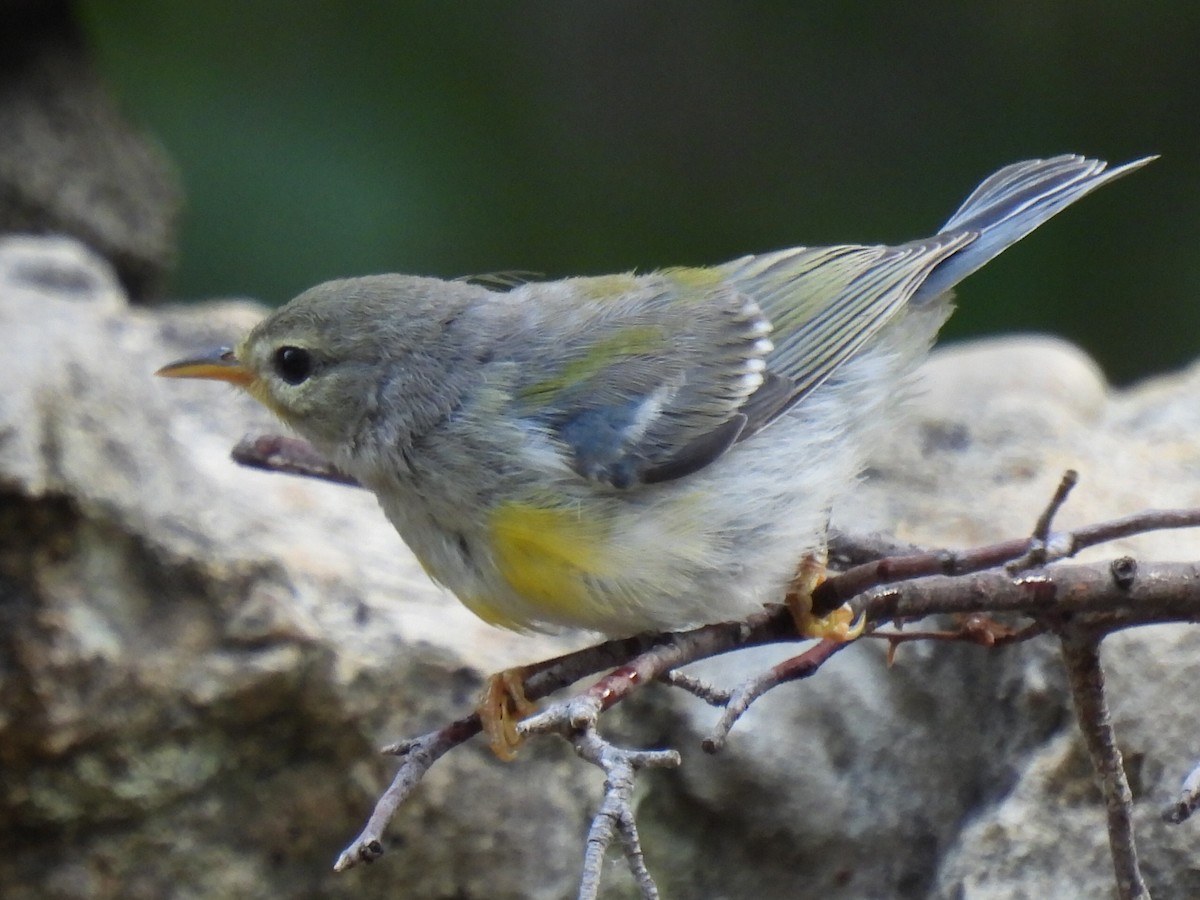 Northern Parula - ML637049024