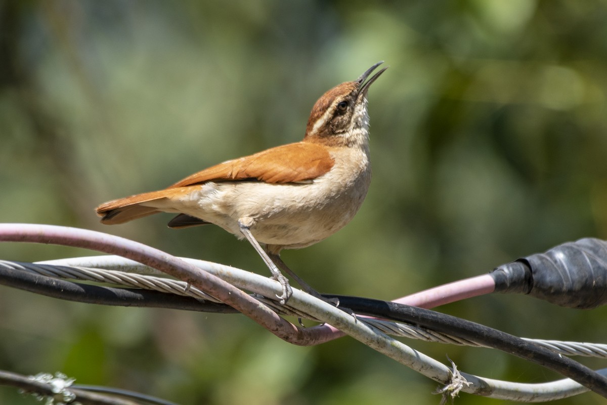 Wing-banded Hornero - ML637049025