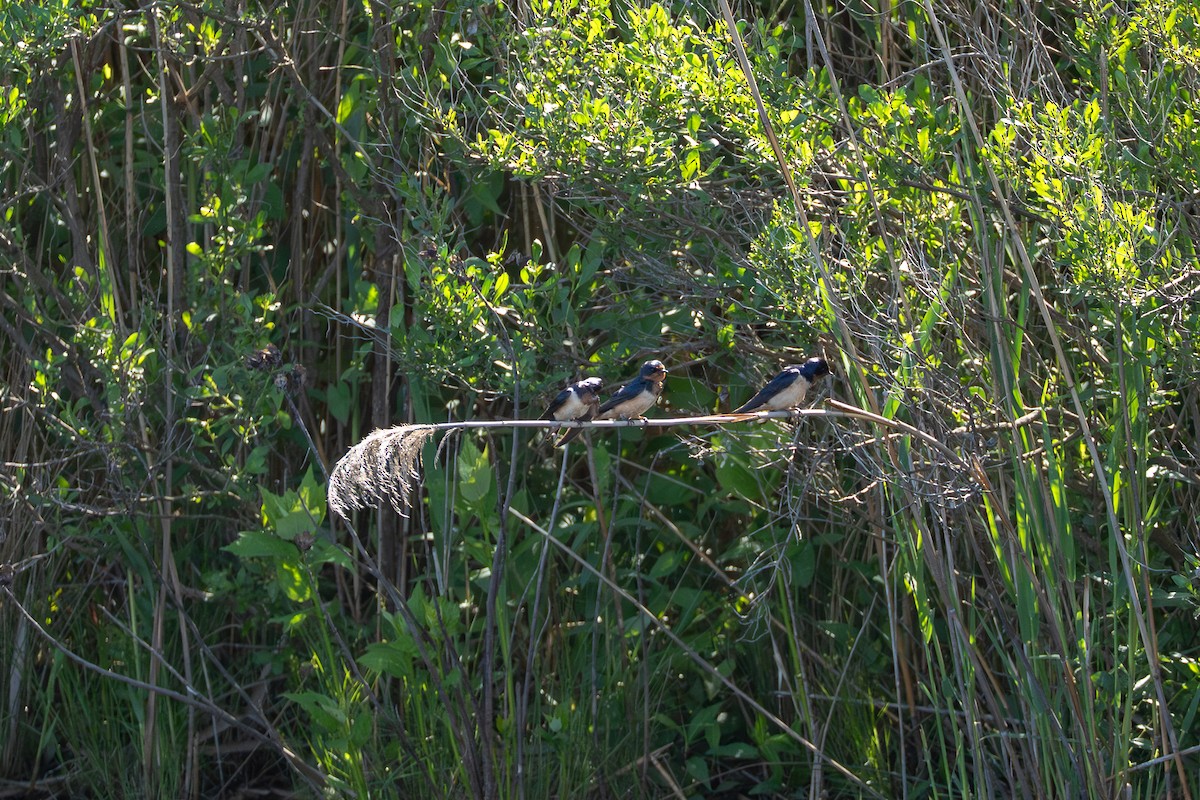 Barn Swallow - ML637049027