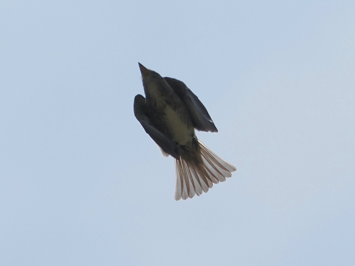 Olive-sided Flycatcher - ML637049029