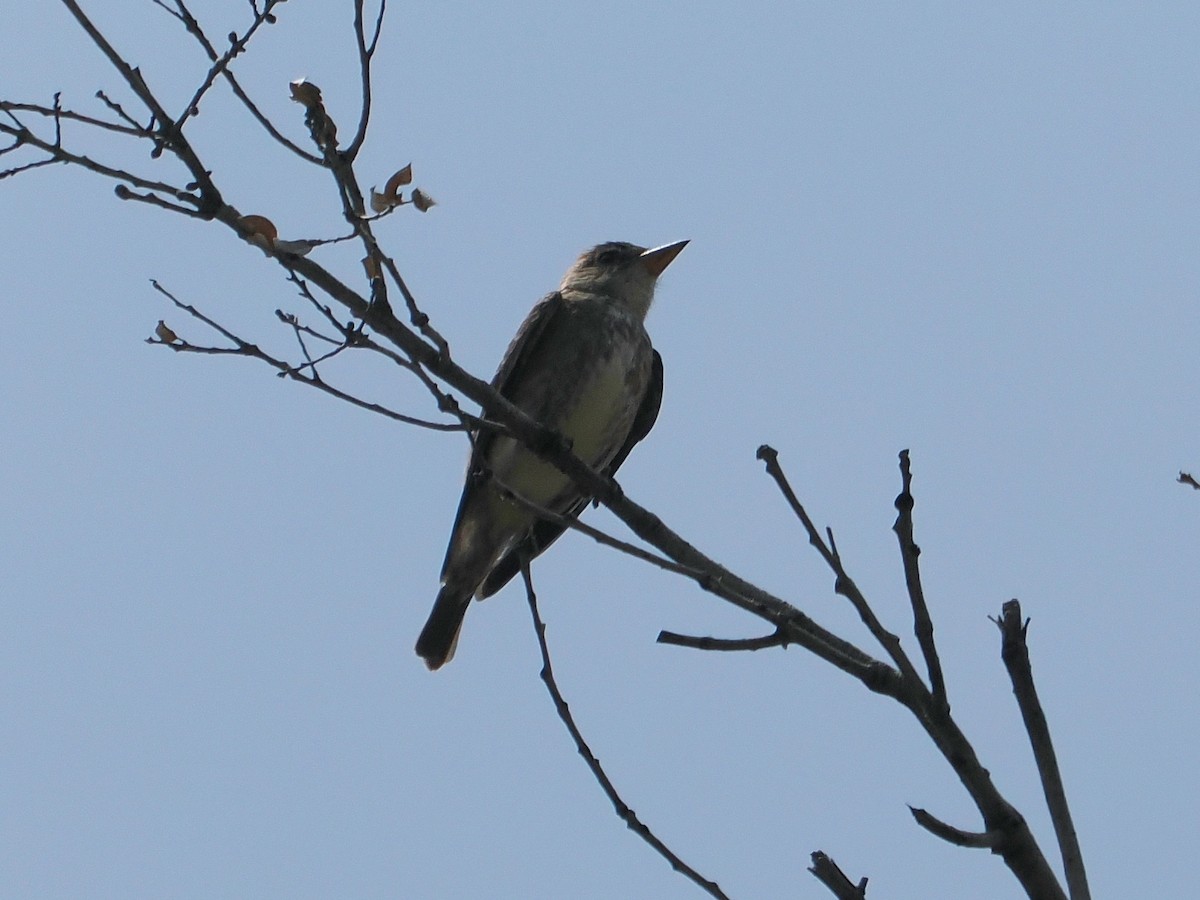 Olive-sided Flycatcher - ML637049030