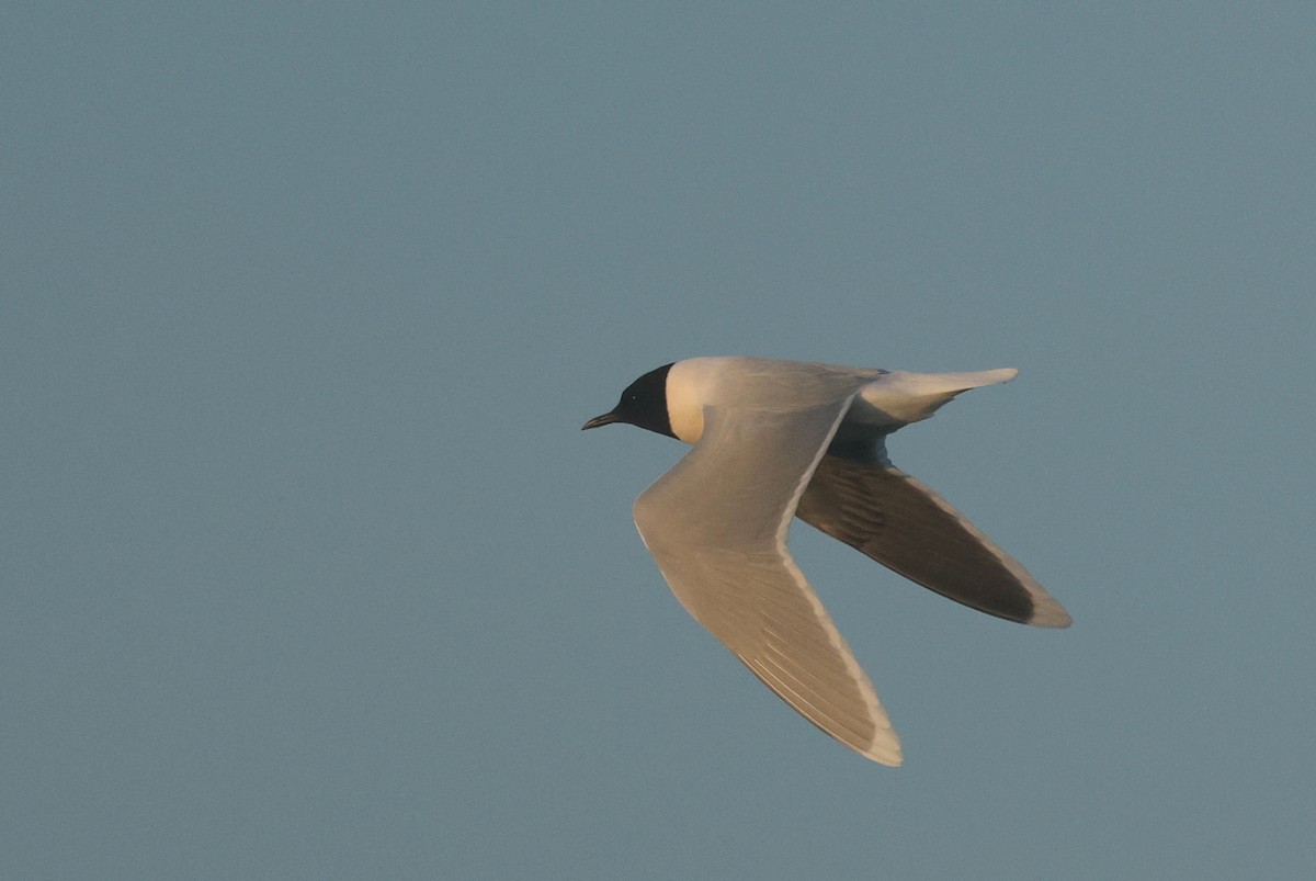 Little Gull - ML637049035