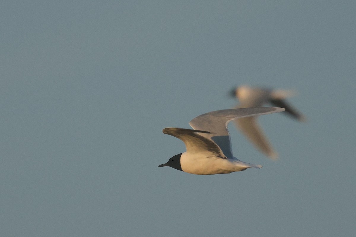Little Gull - ML637049036