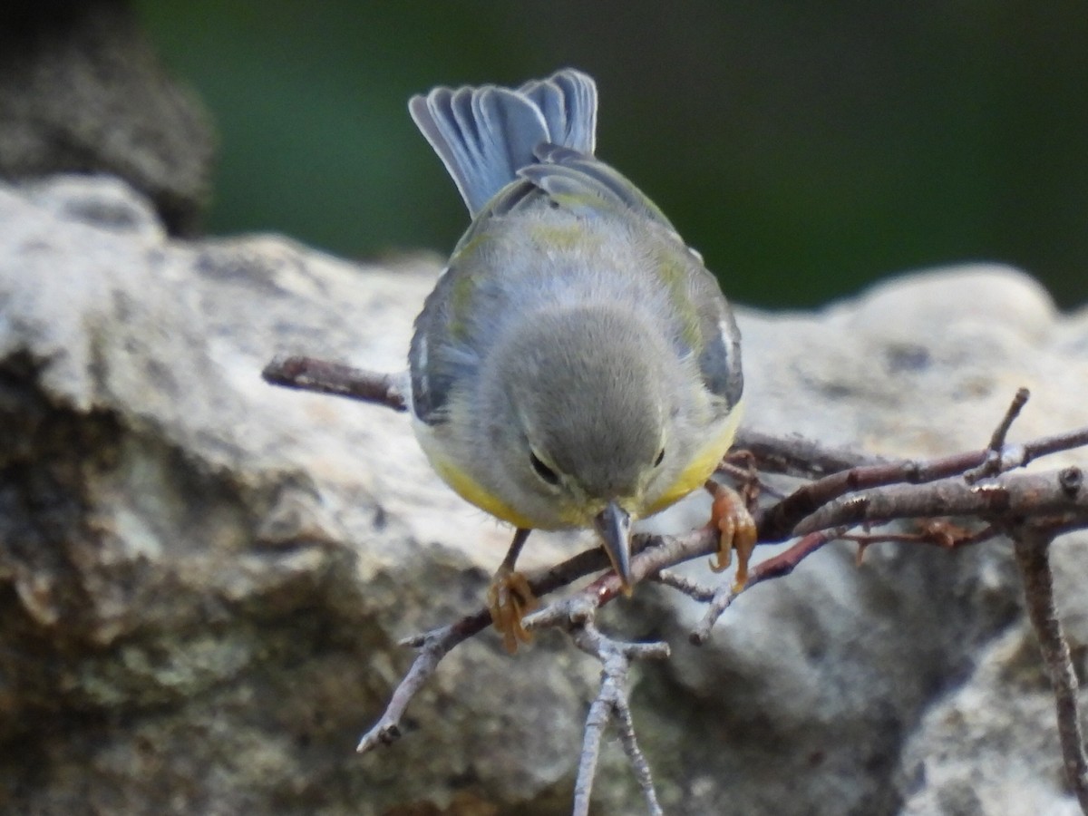 Northern Parula - ML637049037