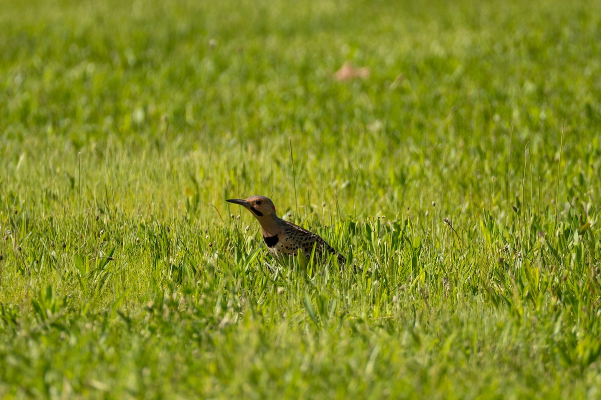 Northern Flicker - ML637049038