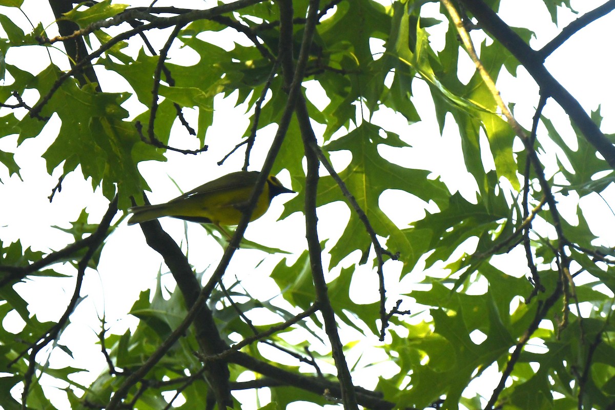 Hooded Warbler - ML637049043