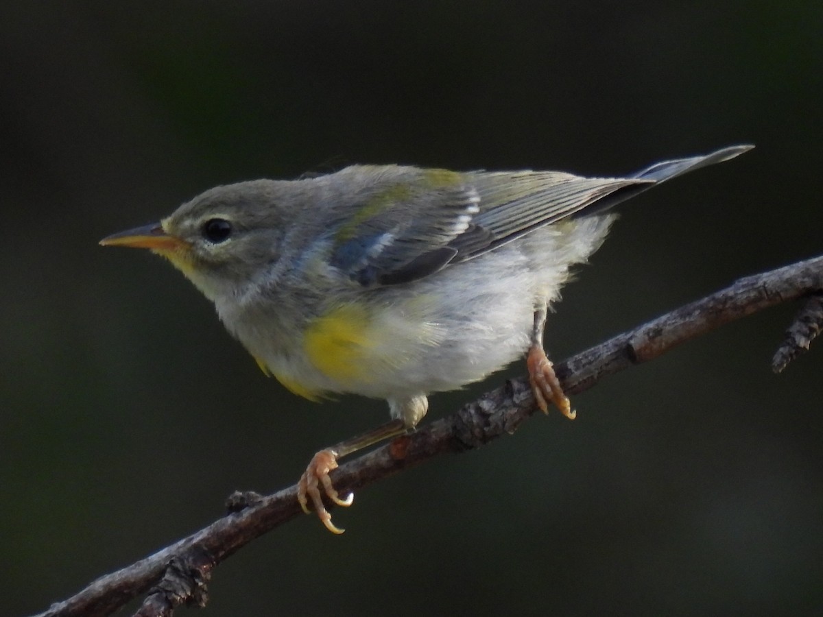 Northern Parula - ML637049046