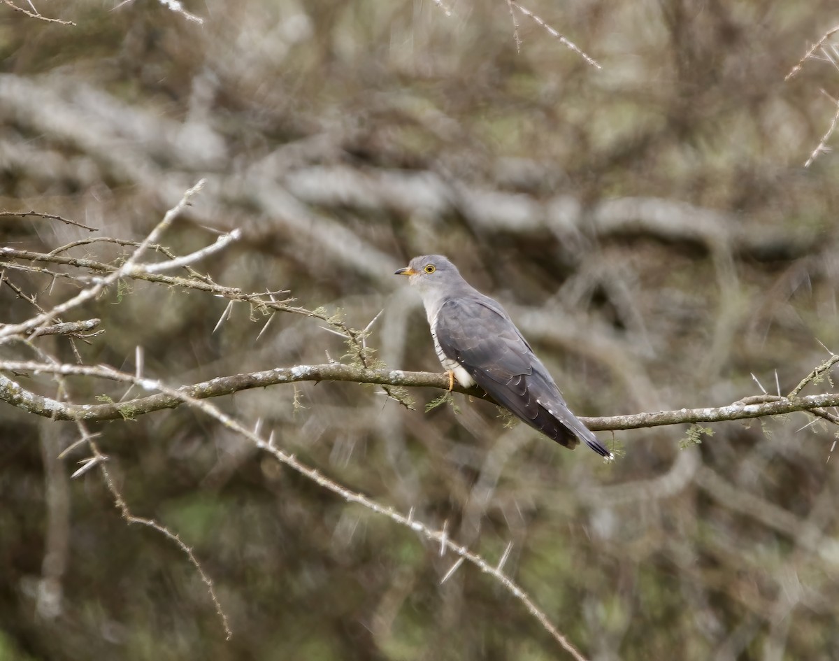 African Cuckoo - ML637049061
