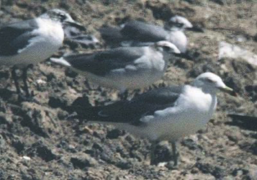 Black-tailed Gull - ML637049073