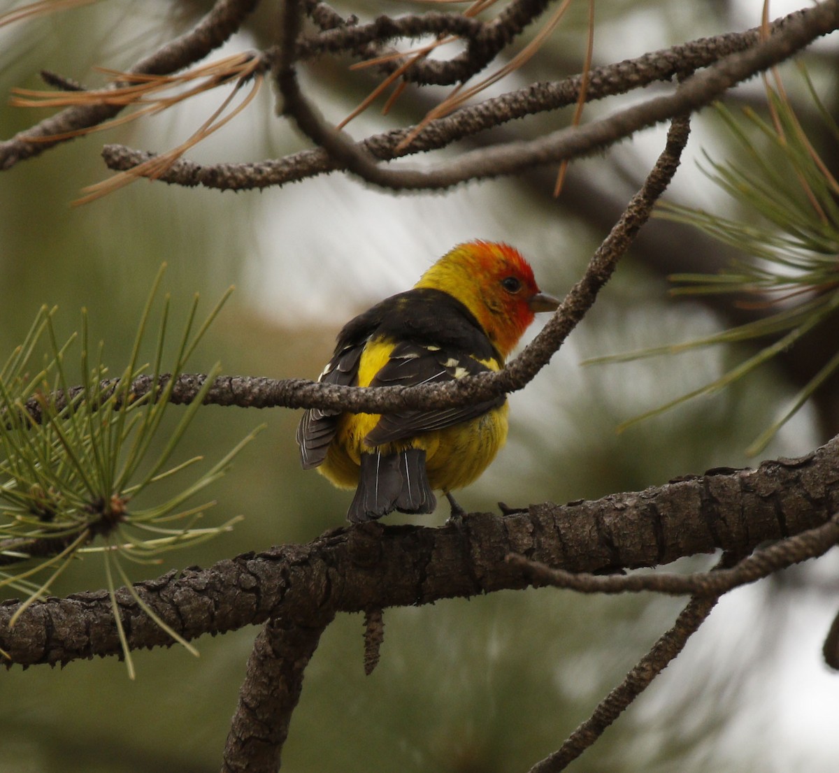 Western Tanager - ML637049080