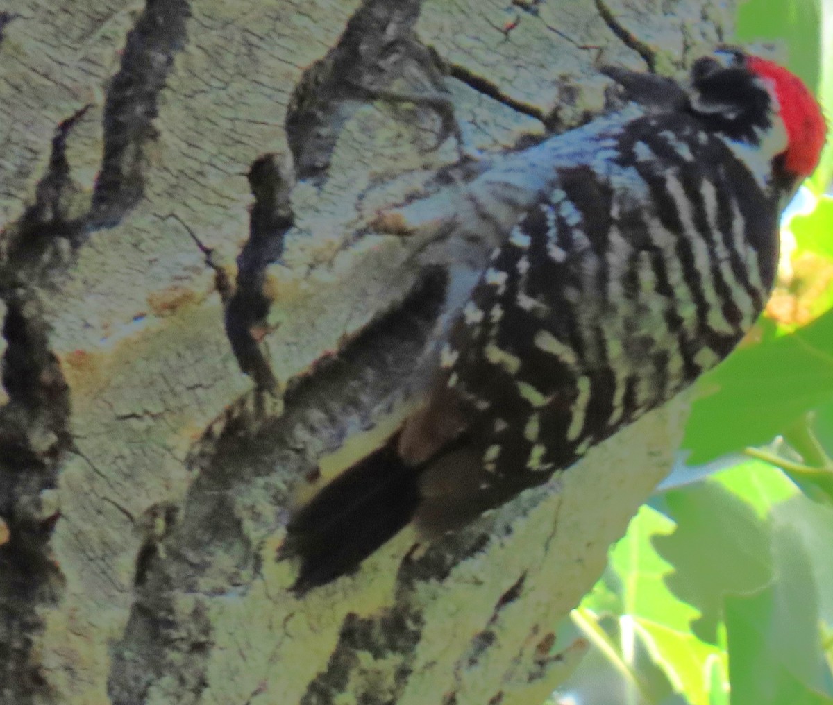 Nuttall's Woodpecker - ML637049083