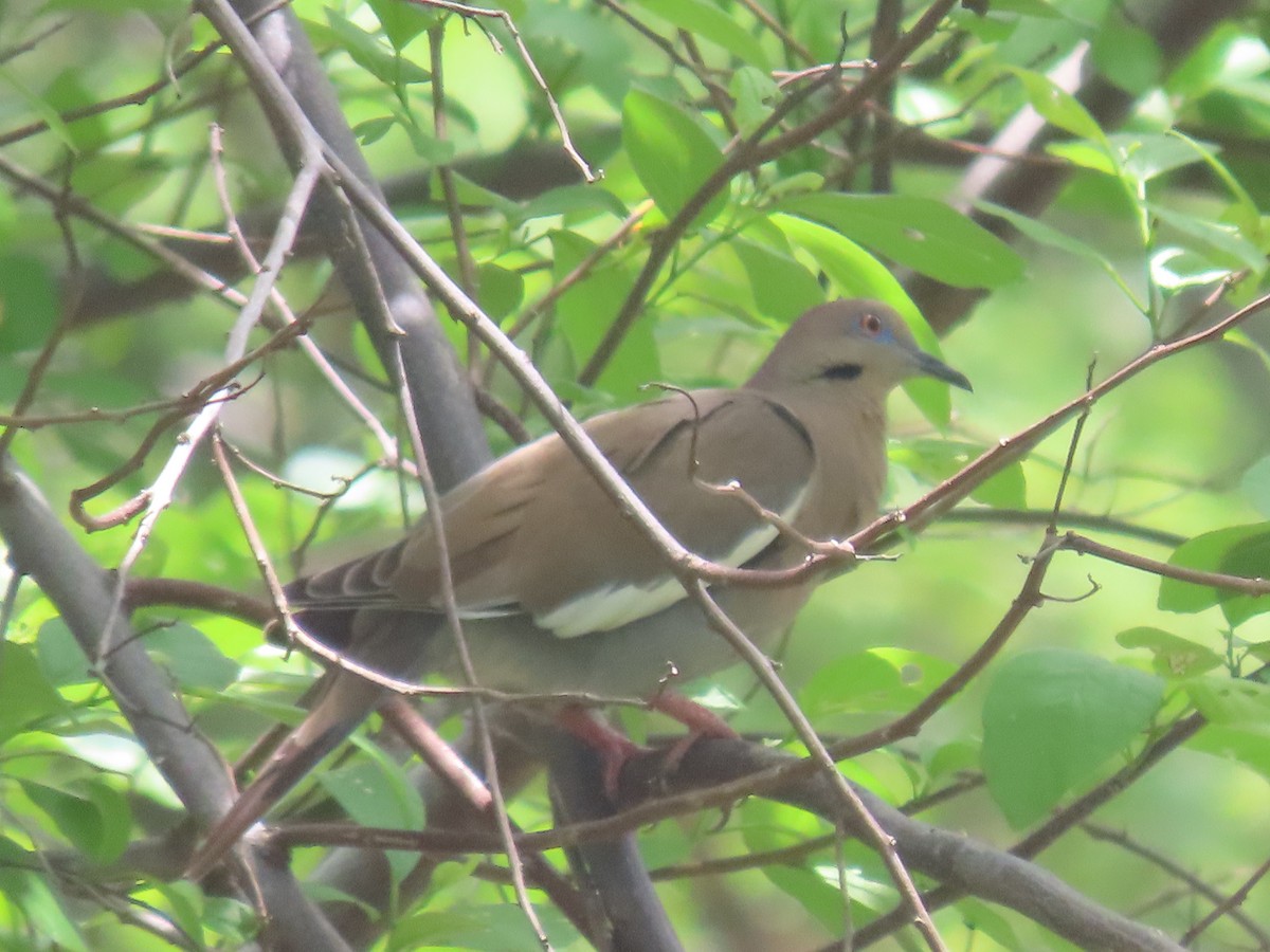 White-winged Dove - ML637049084
