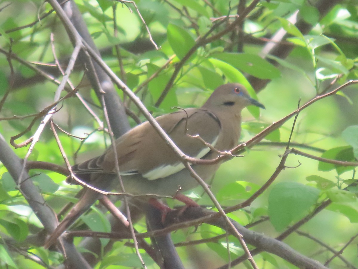 White-winged Dove - ML637049085