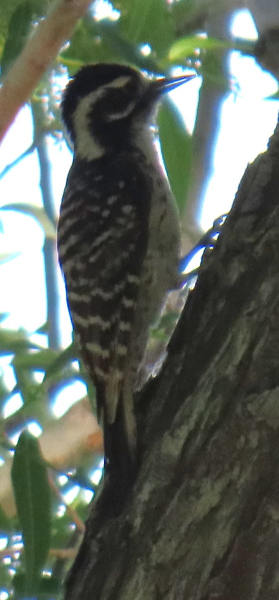 Nuttall's Woodpecker - ML637049089