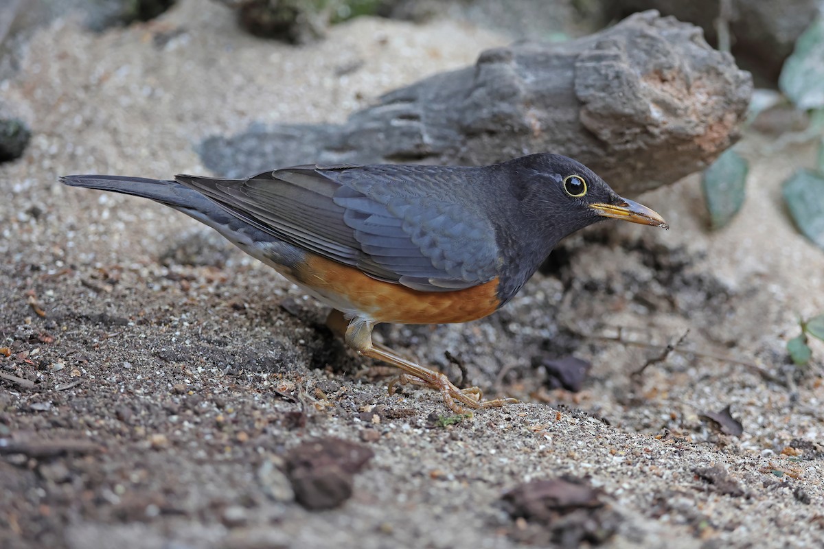 Black-breasted Thrush - ML637049090