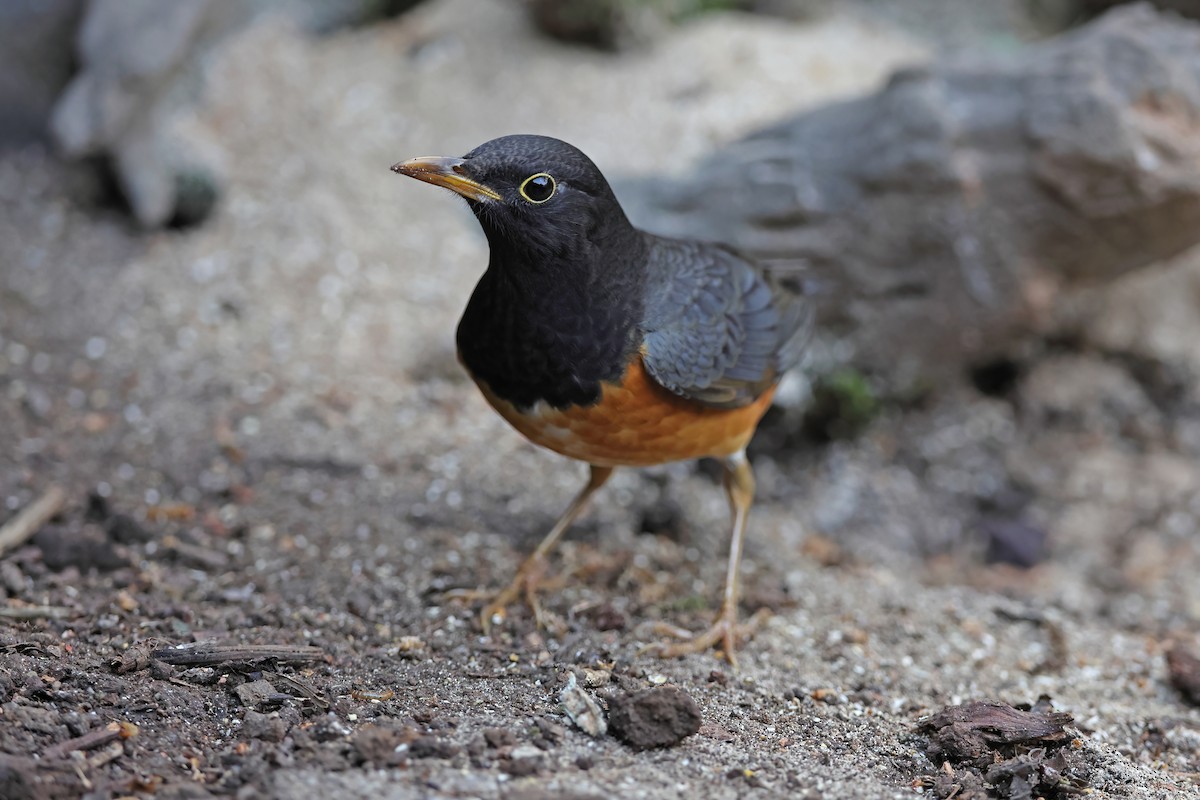 Black-breasted Thrush - ML637049091