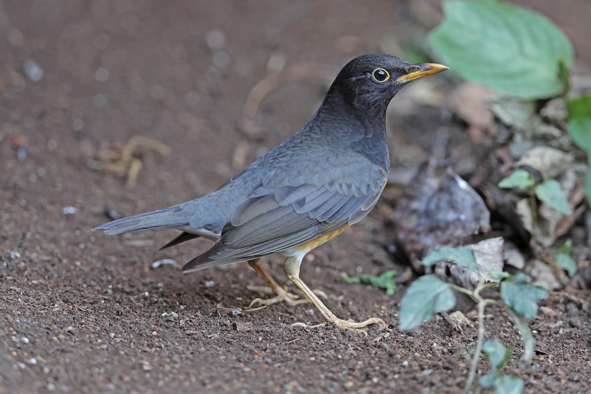 Black-breasted Thrush - ML637049092