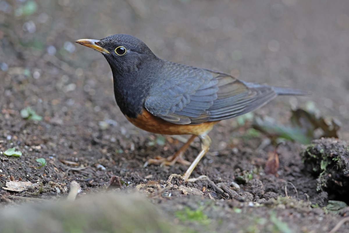 Black-breasted Thrush - ML637049093