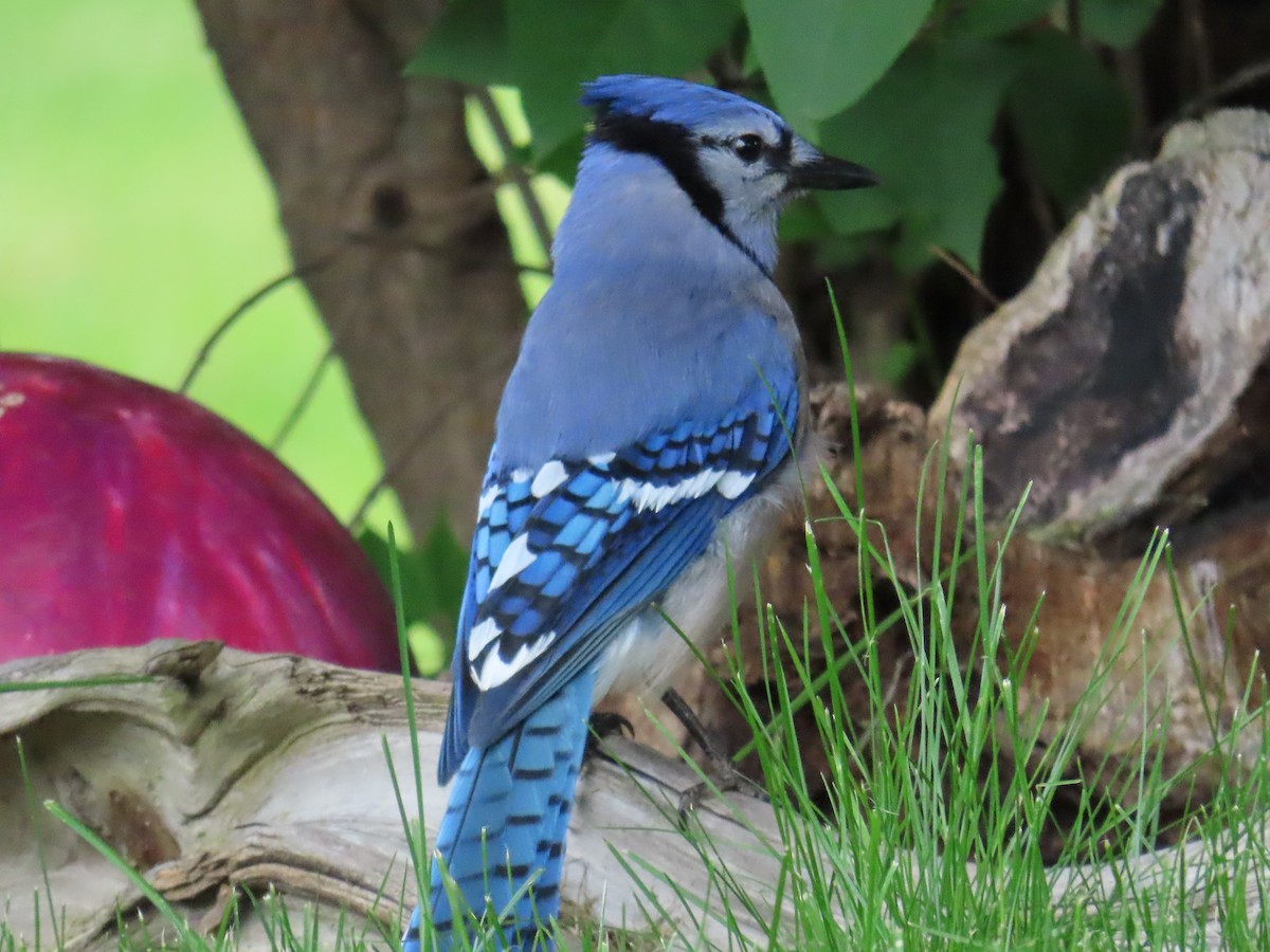 Blue Jay - ML637049096
